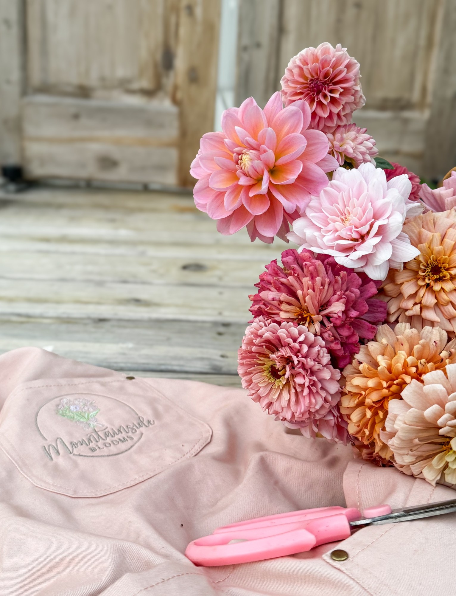 Pink dahlias and peach zinnias alongside our flower-farm apron