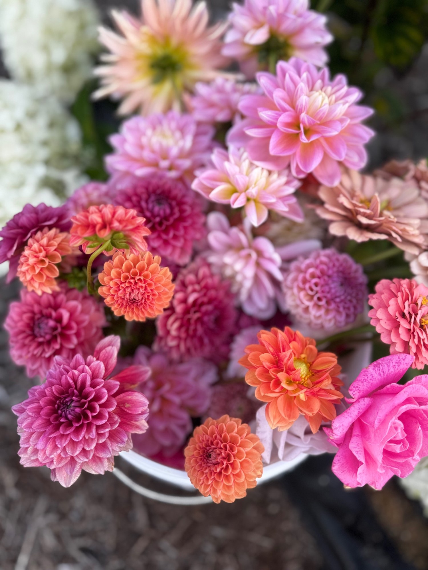 A colorful gathering of pink, coral, and burgundy dahlias